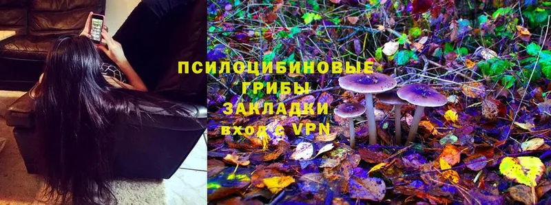 Галлюциногенные грибы Psilocybe  Зея 